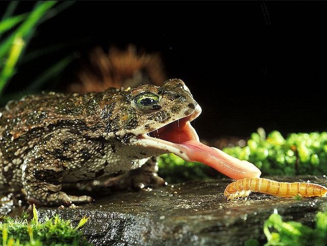 Resultado de imagen para sapo cururu alimentacion